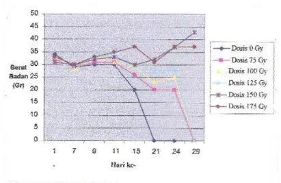 Gambar 2. Rerata berat badan mencit yang terinfeksi Plasmodium berghei paska  irradiasi