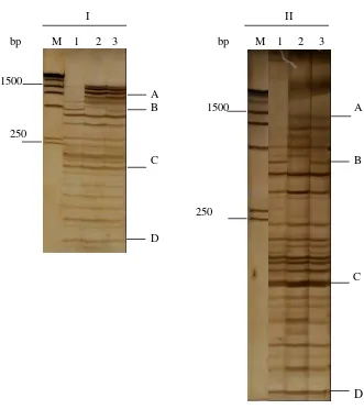 Gambar 5.   Pola AFLP pada gel poliakrilamid ukuran 7 x 9 cm (I) dan 12 x 14,5   cm (II) dengan pewarnaan perak nitrat