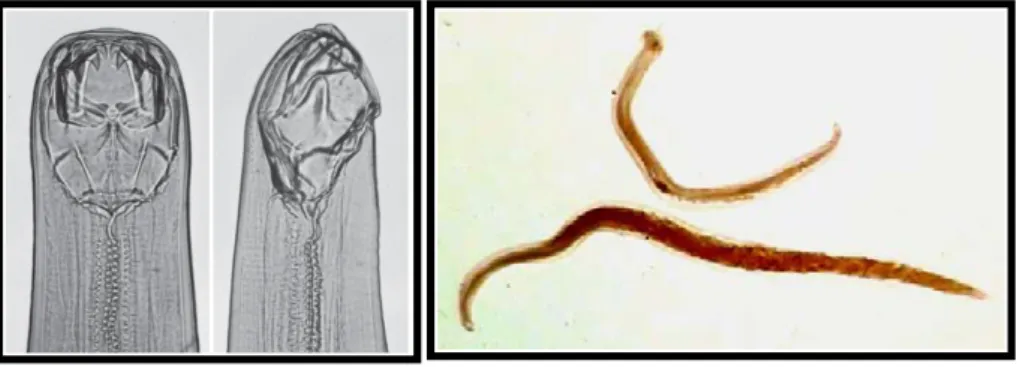 Gambar 1. Ancylostoma caninum ( buchalis bagian dorsoventral dan  lateral) (Bowman, 2009) 