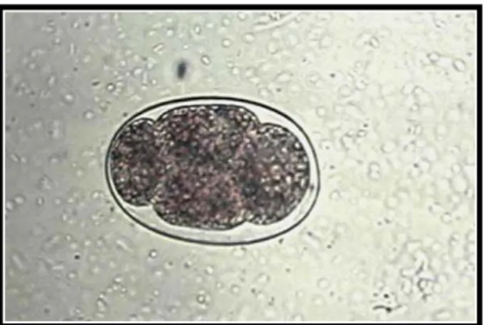 Gambar 3. Telur cacing Ancylostoma caninum (Menealous, 2001). 