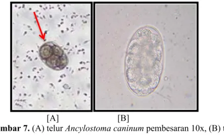 Gambar 7. (A) telur Ancylostoma caninum pembesaran 10x, (B) telur  Ancylostoma caninum pembesaran 100x 