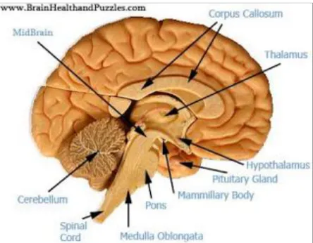 Gambar 2.1. Anatomi otak (Sumber: www. biology.about.com)  Pembagian otak: 