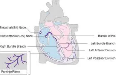 Gambar 2.1. Sistem Konduksi jantung             Sumber : www.nottingham.ac.uk 