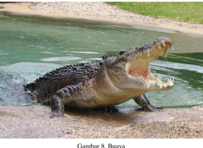 Gambar 8. Buaya 