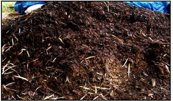 Gambar 1 Kompos jerami padi yang telah matang 