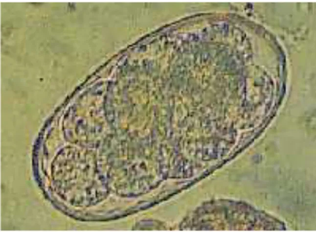 Gambar 2. Telur Strongyloides Ransomi (sumber: Dewi, 2007)  c.  Siklus hidup 