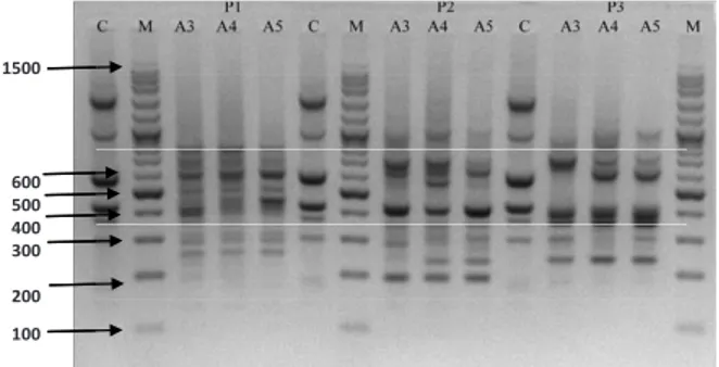 Gambar 2.  Elektroforesis hasil RAPD - PCR sam- sam-pel Keong O.h.lindoensis ; P 1 : Primer  1, P2 : Primer 2, P3 : Primer 3, C :  Kon-trol, M : Marker, A3 : O.h.lindoensis  dari Dataran Tinggi Napu, A4 :  O.h.lindoensis dari Dataran Tinggi  Bada dan A5 : 