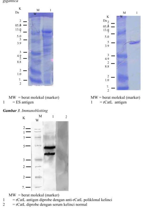 Gambar 1. Gambaran protein ES antigen  Gambar 2. Gambaran protein rCatL antigen  F. 