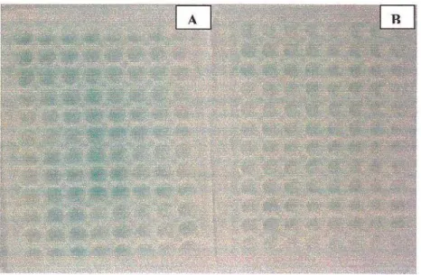 Gambar  13.  Perbedaan warna secara visual  coating lgG konsentrasi  1  µg/ml dengan  2  µg/ml