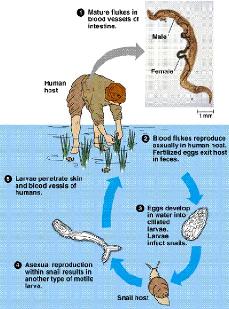 Gambar 1. Siklus Hidup Schistosoma Japonicum (Campbell, 1996) 