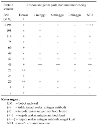 Gambar 2.  Gambaran respon antigenik protein cacing  Fascila gigantica pada berbagai umur yang  diperiksa secara immunoblotting 