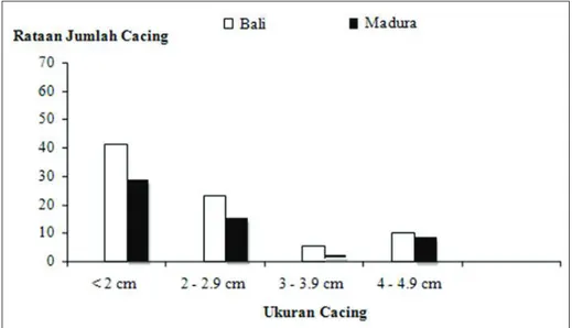 Gambar 1. Rataan jumlah cacing yang ditemukan pada hati sapi Bali dan Madura 36  minggu setelah diinfeksi  dengan 15 metaserkaria Fasciola gigantica 2 kali/minggu 