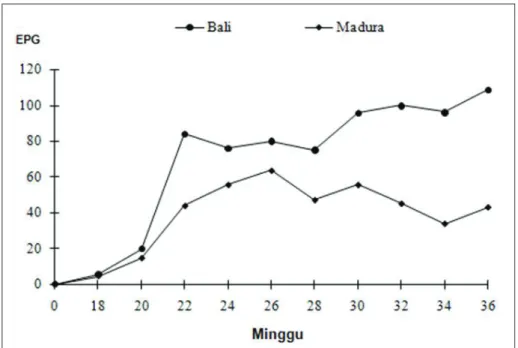 Gambar 2. Rataan telur cacing per gram tinja (EPG/eggs per gram of faeces) pada   sapi Bali dan Madura  setelah diinfeksi  dengan 15 metaserkaria  Fasciola gigantica   2 kali/minggu selama 32 minggu