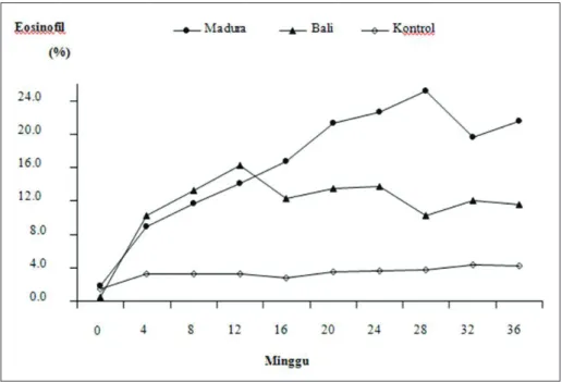 Gambar 4. Rataan jumlah eosinofil (%)  dari sapi Bali dan Madura  setelah diinfeksi   dengan 15 metaserkaria  Fasciola gigantica  2 kali/minggu selama 32 minggu