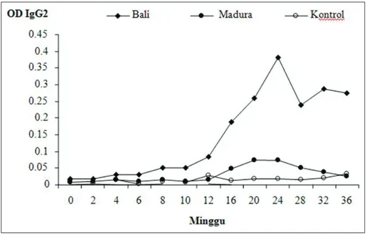 Gambar 6. Rataan jumlah  produksi IgG2 dalam OD (Optical Density) dari sapi Bali  dan Madura  setelah di infeksi  dengan 15 metaserkaria  Fasciola gigantica  2 kali/