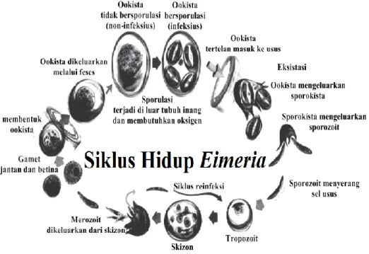 Gambar 2 Siklus hidup Eimeria sp. (Levine 1995) 