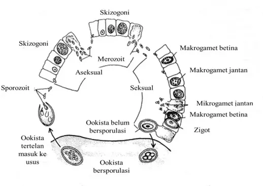 Gambar 1. Siklus hidup Eimeria sp (Levine 1985) 