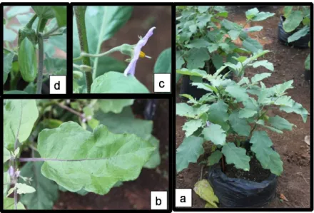 Gambar  2.    Karakter  tanaman  terong  jari:  a.  tanaman;  b.  daun;  c.  bunga;  d