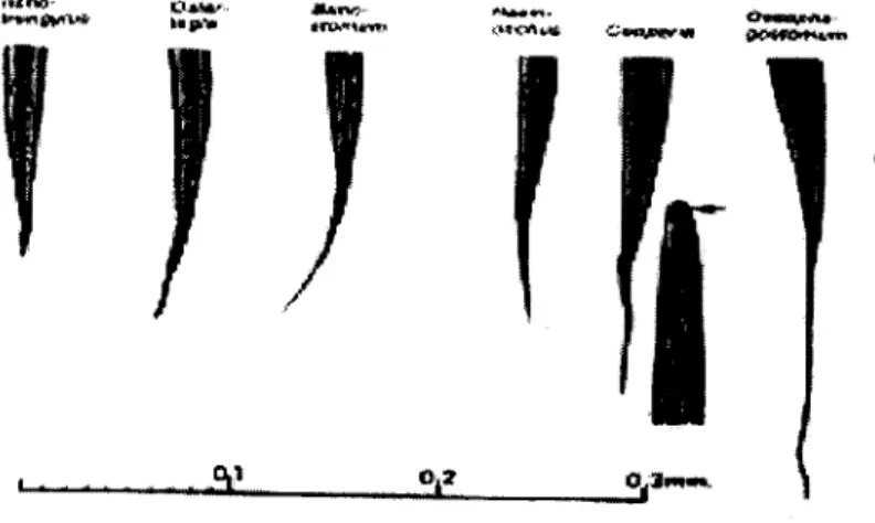 Gambar 1 . Bentuk ekor clan kepala Larva cacing nematoda saluran pencernaan kelompok Strongyles (Georgi, et al., 1980)