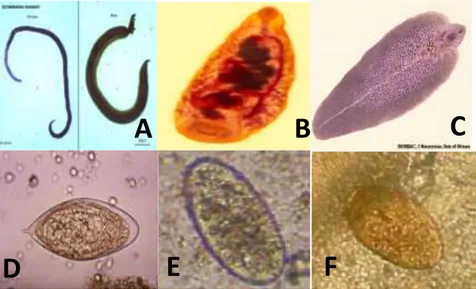 Gambar 3 Larva dan telur cacing Kelas Trematoda; A. Schistosoma sp jantan dan  betina B