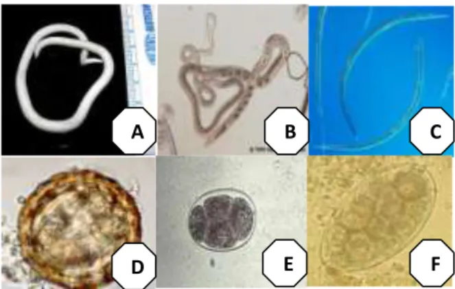 Gambar 4 Beberapa larva cacing Kelas Nematoda (A) Ascaris sp (B)  Trichostrongylus sp (C) Ostertagia sp dan telur cacing (D) Ascaris sp (E) 