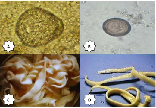 Gambar 5 Telur dan larva cacing Kelas Cestoda A. Telur Moniezia sp B. Taenia  sp. dan spesies cacing C