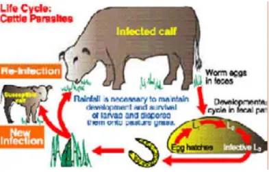 Gambar 6 Siklus hidup cacing parasit pada ruminansia   (Wiliams &amp; Loyacano 2001) 