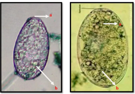 Gambar 7. A) Telur Paramphistomum sp. (hasil penelitian) dan B) Telur Paramphistomum  sp