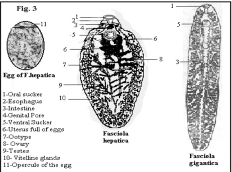 Gambar 1. Morfologi telur dan cacing dewasa cacing hati (Anonim, 2006) 