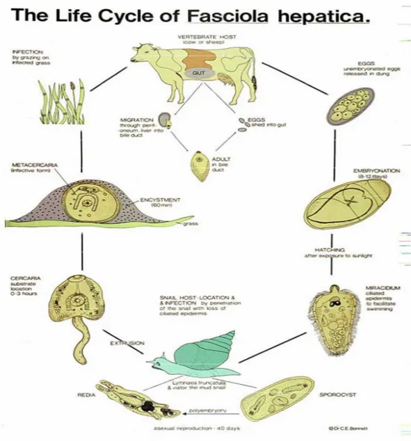 Gambar 2. Siklus hidup cacing trematoda Fasciola sp.  (Bennet, 1999) 