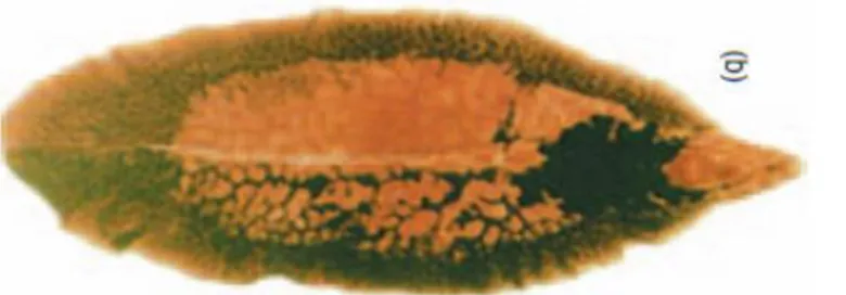 Gambar 1: F. gigantica (Taylor et al., 2007) 2.2.1 Taksonomi