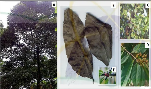 Gambar  2.1  Gambar  tanaman  salam  (A),  simplisia  kering  daun  salam  (B),  daun  salam  (C),  bunga  tanaman  salam  (D),  dan  buah  tanaman  salam  (E)  (Arum, 2014)