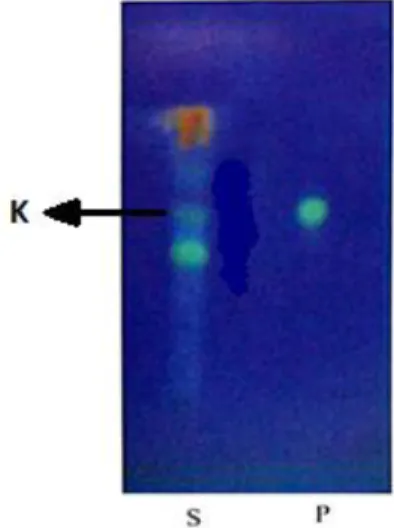 Gambar 2.3  Pola Kromatografi Lapis Tipis larutan uji ekstrak etanol daun salam  (S),  larutan  pembanding  kuersitrin    (P),  dan  senyawa  yang  diduga  sebagai  kuersitrin  (K)  dengan  nilai  Rf  0,65  dengan  menggunakan  sistem  fase  gerak  etil  a