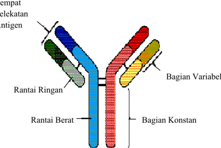 Gambar  1 Struktur Ig G pada mamalia  (Mader 1997)  Bagian Konstan  Bagian Variabel Rantai Berat Rantai RinganTempat Pelekatan Antigen  