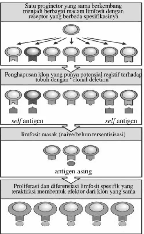 Gambar  50.  Seleksi  klon  ( clonal  selection ).  Setiap  progenitor  limfosit dapat berkembang menjadi  bermacam-macam  limfosit  yang  membawa  reseptor  yang  berbeda