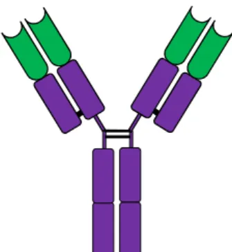 Gambar 48. Skema struktur molekul antibodi. Dua lengan molekul antibodi  yang  berbentuk  huruf  Y  merupakan  bagian  variabel  yang  membentuk   antigen-binding site  (ABS) yang identik