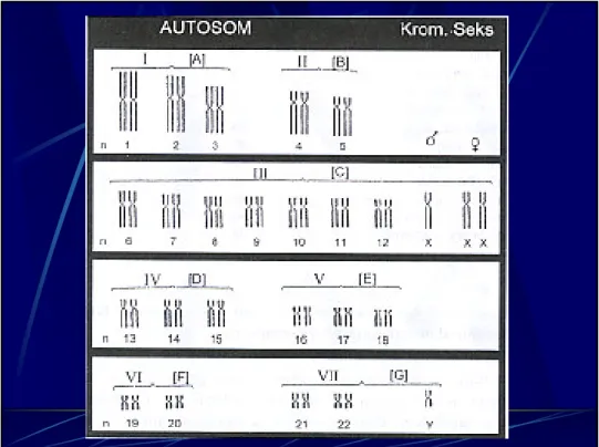 Gambar Kromosom