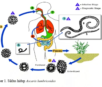 Gambar 1. Siklus hidup Ascaris lumbricoides 