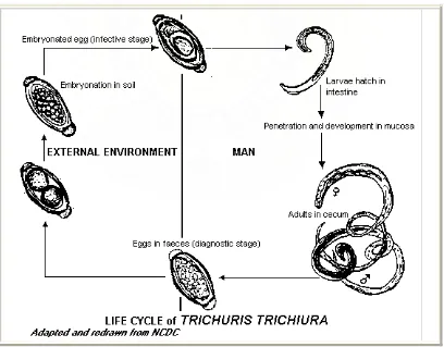Gambar 2. Siklus hidup Trichuris trichiura
