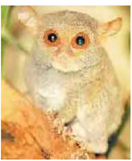 Gambar 1. Tarsius sp. (Abdullah  2000) 