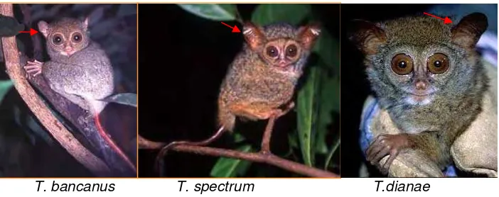 Gambar 3. Bentuk telinga pada T. bancanus                  (Stevan Merker)  , T. spectrum dan T