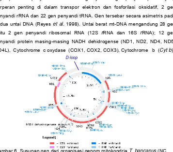 Gambar 6. Susunan gen dari organisasi genom mitokondria  T. bancanus (NC 002811). 