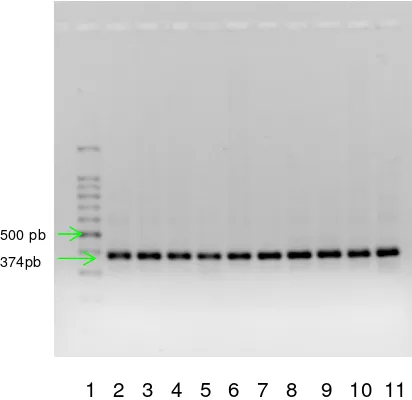 Gambar 11. Profil DNA Total Tarsius                     sp. menggunakan gel agarose 1,2%         Keterangan: lajur 1-6 DNA total T