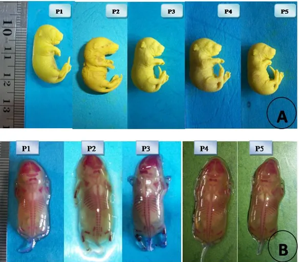 Gambar 3. Foto makroskopis pengamatan fetus mencit A. dengan larutan bouin’s dan B. dengan larutan merah  alizarin  dimana  P1
