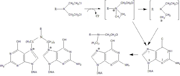 Gambar 2. Mekanisme  alkilasi guanine DNA (Katzung, 2004). 