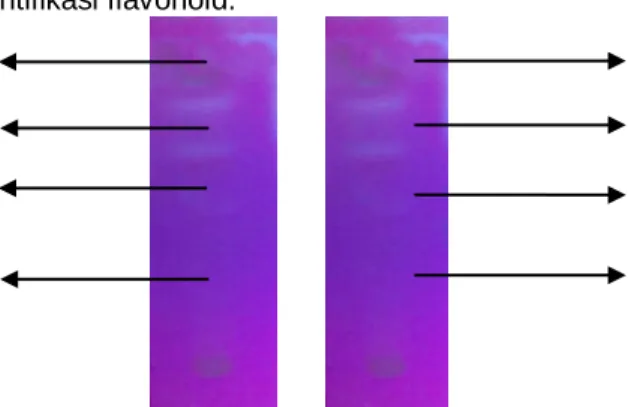 Gambar 2. (I) Deteksi bercak di bawah lampu UV λ 366 nm sebelum disemprot sitroborat dan  (II) sesudah disemprot sitroborat 