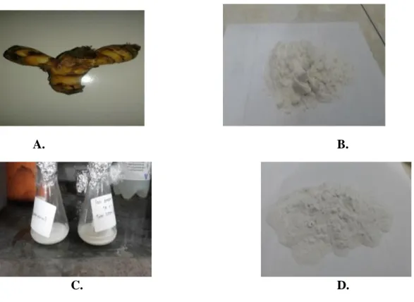 Gambar 1.(A.)Umbi ganyong, (B.) Pati ganyong setelah pengeringan (C.) Saat  direaksikan dengan asam (D.Pati modifikasi setelah kering 