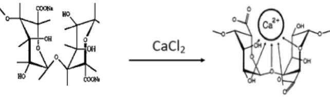 Gambar 2.5  Reaksi Pembentukan Ca-alginat  Hasil amobilisasi pada penelitian ini  tidak sesuai dengan hasil penelitian dari Vu, T