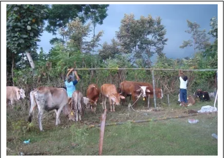 Gambar 1. Kondisi ternak di penampungan sementara di Desa Wedomartani 