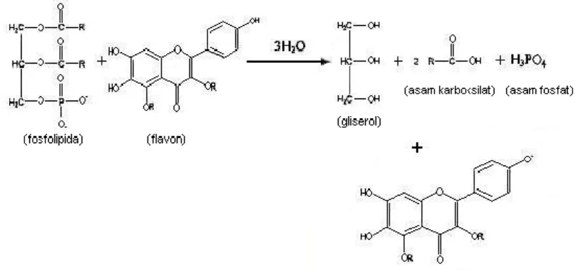 Gambar 2. Reaksi penguraian fosfolipida pada membran sitoplasma bakteri oleh  flavon (Prajitno, 2007) 